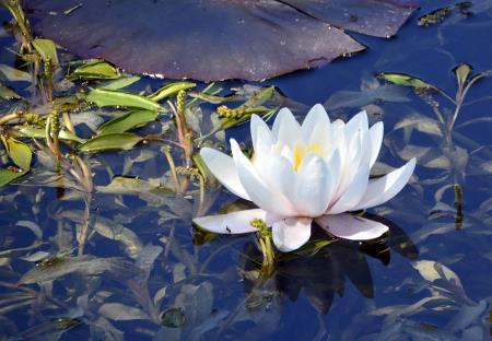 Avtobus prijateljstva se je ustavil tudi na Ravnah na koroškem (9)